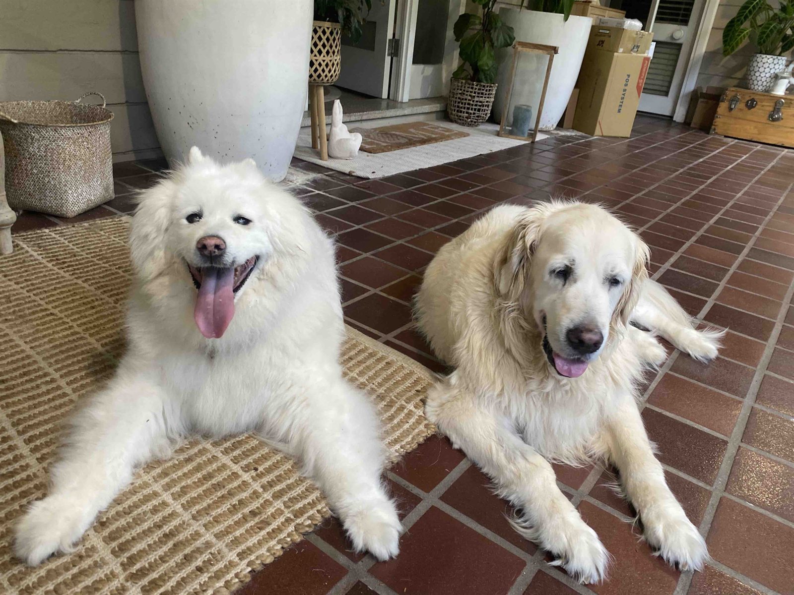 Dogs enjoying doggy day care at Pooch & Paws