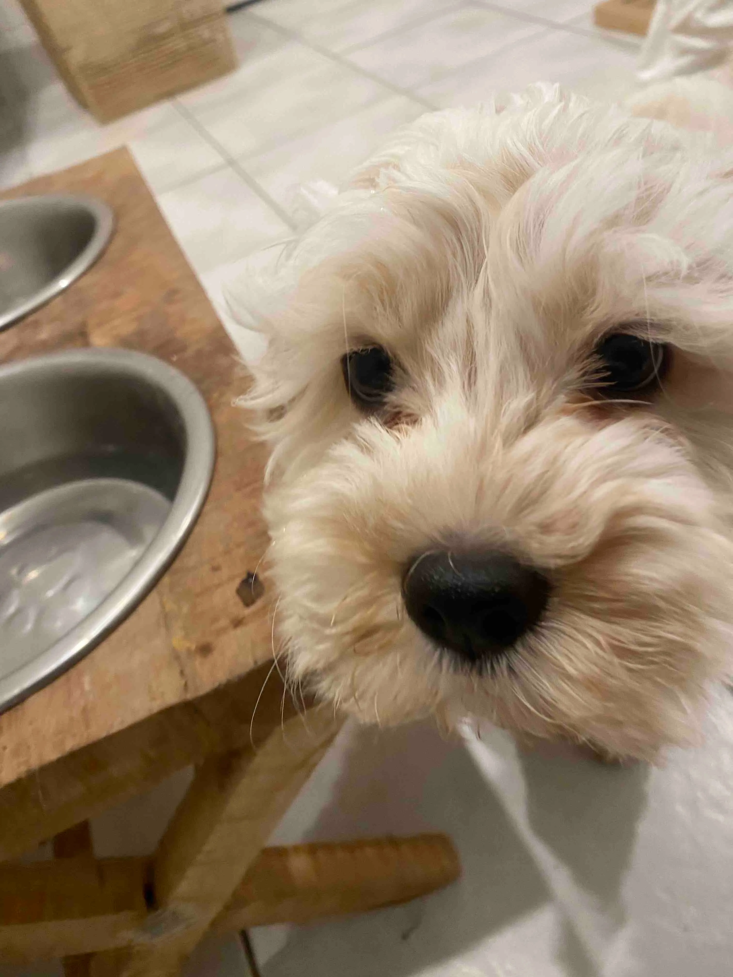 Dogs enjoying doggy day care at Pooch & Paws