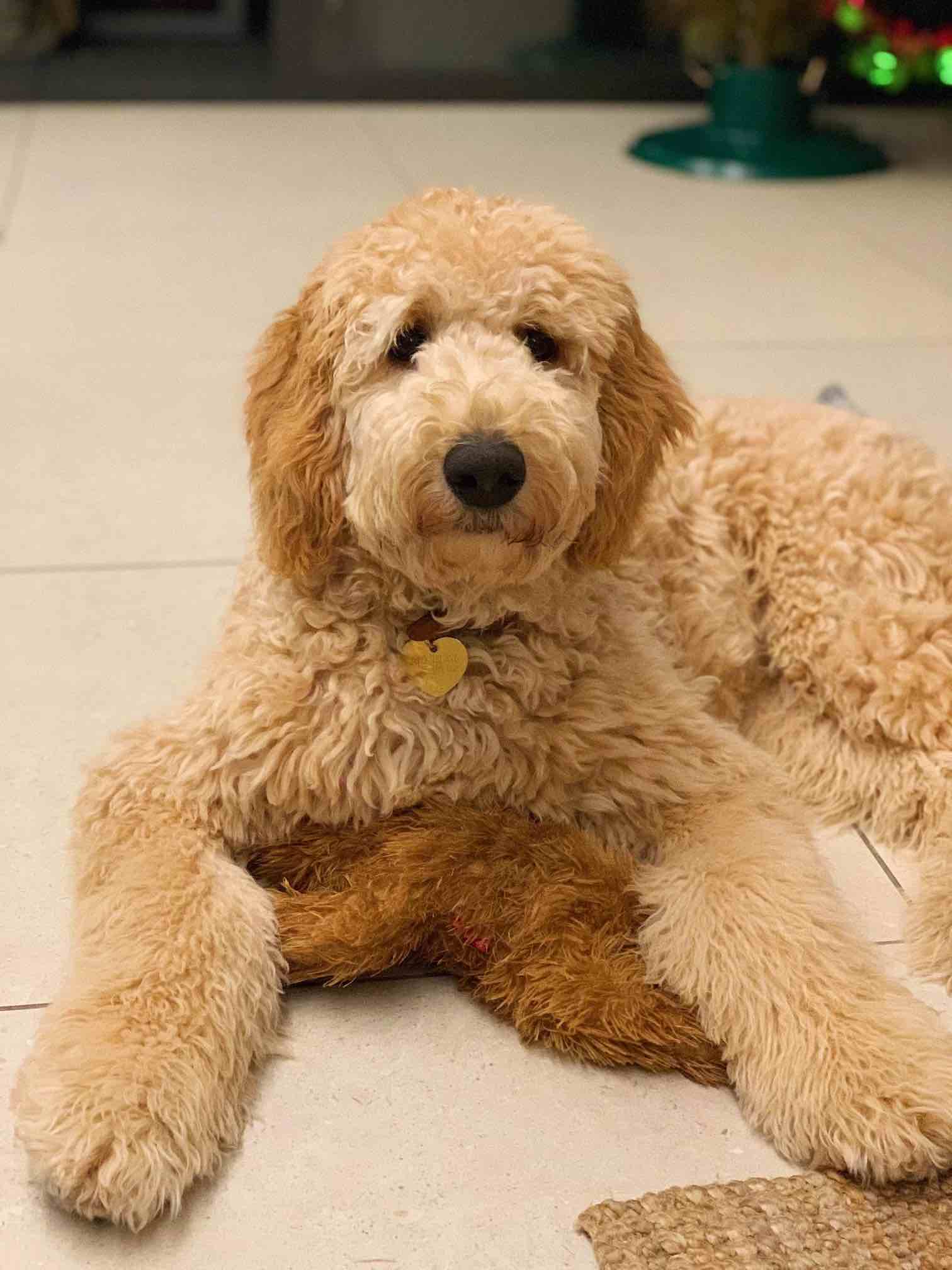 Dogs enjoying doggy day care at Pooch & Paws